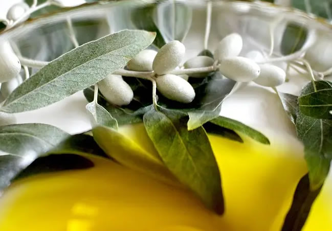 como hacer aceite de oliva en casa
